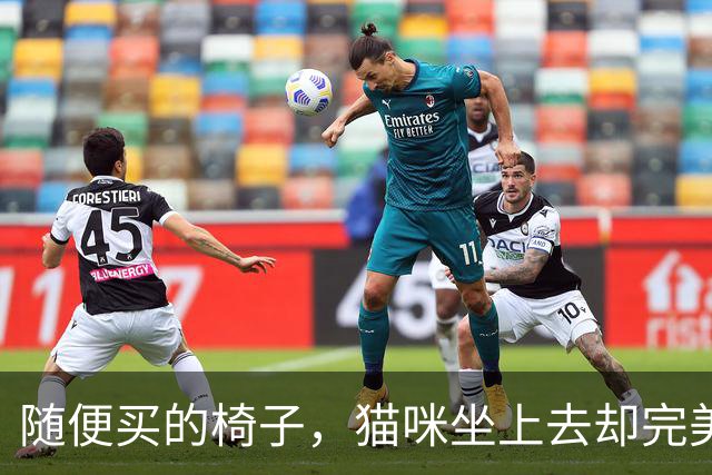 随便买的椅子，猫咪坐上去却完美契合，还以为是量身定做的！